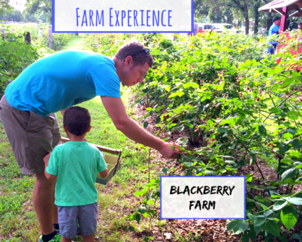 pick-your-own-farm-experience-gift