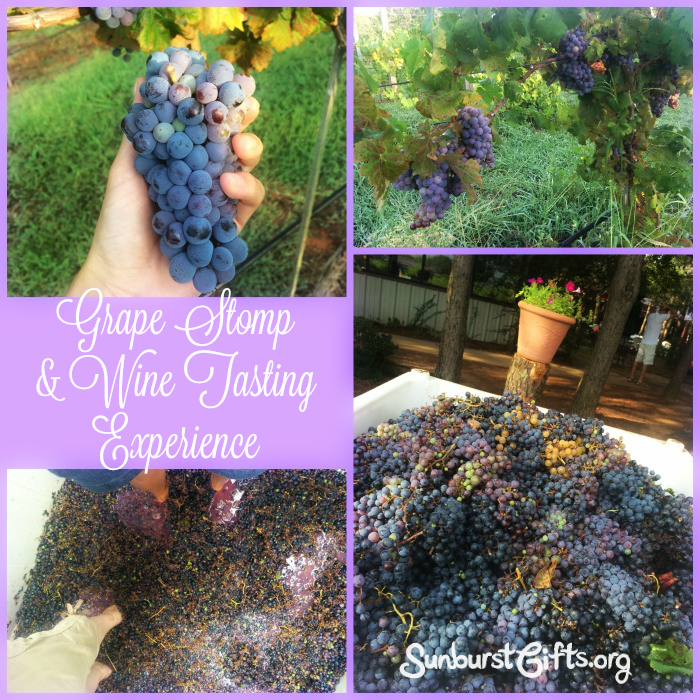 grape-stomp-wine-tasting-vineyard-experience