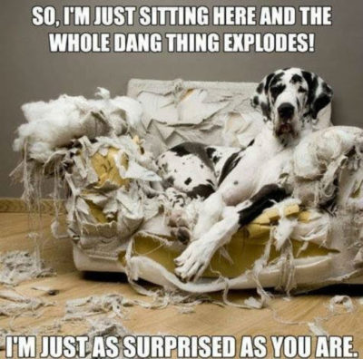 just-sayin-dog-explanation-thoughtful-gift-idea