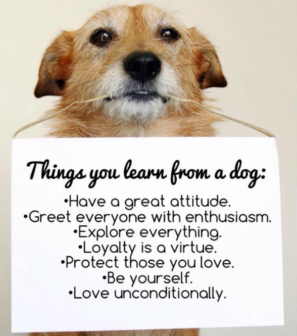 just-sayin-things-you-learn-from-a-dog-thoughtful-gift-idea