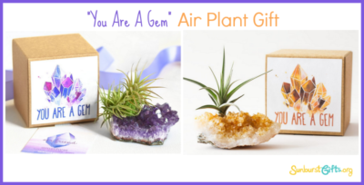 you-are-a-gem-air-plant-gift