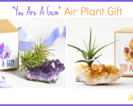 you-are-a-gem-air-plant-gift
